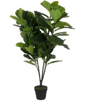 Ficus lyrata in pot groen